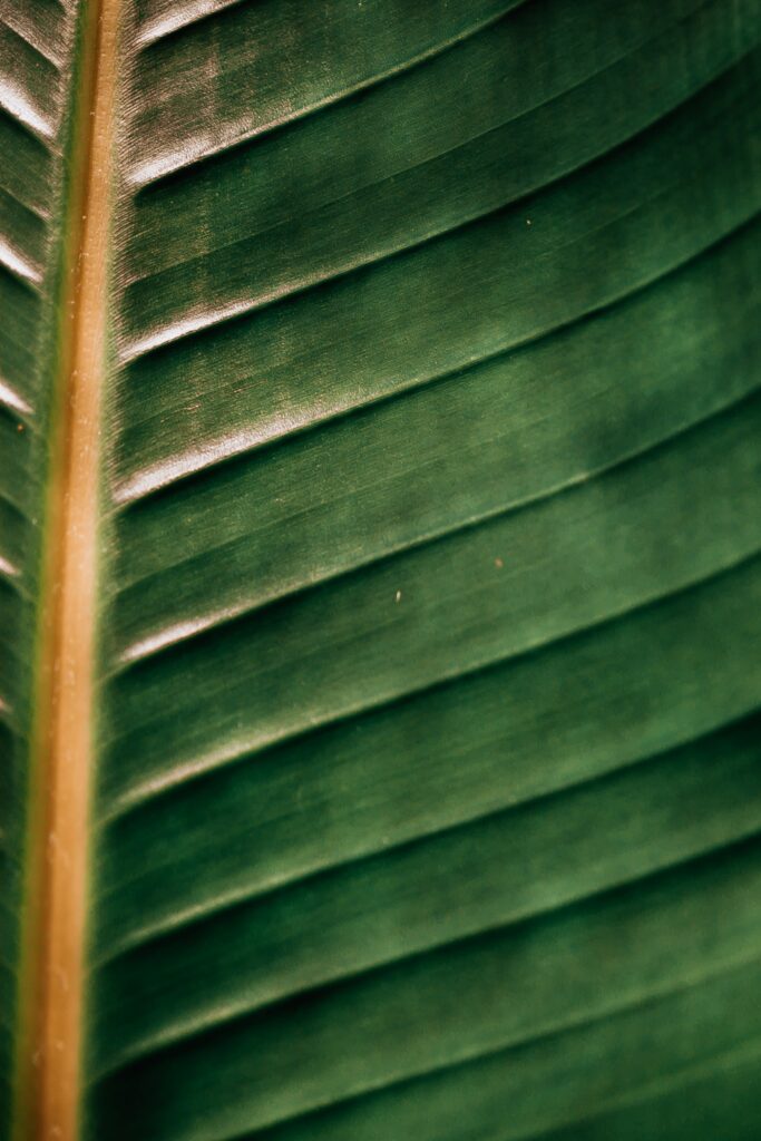 Macro Green Leaf Wallpaper: Detailed Veins & Textures Background