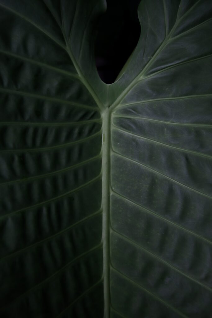 Macro Close-Up of a Green Leaf: Intricate Texture Wallpaper