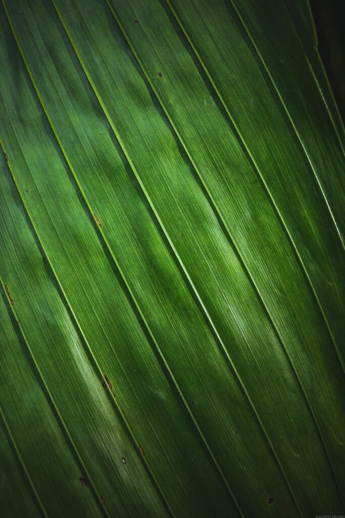 Macro Green Leaf Wallpaper: Textured Veins and Natural Stripes