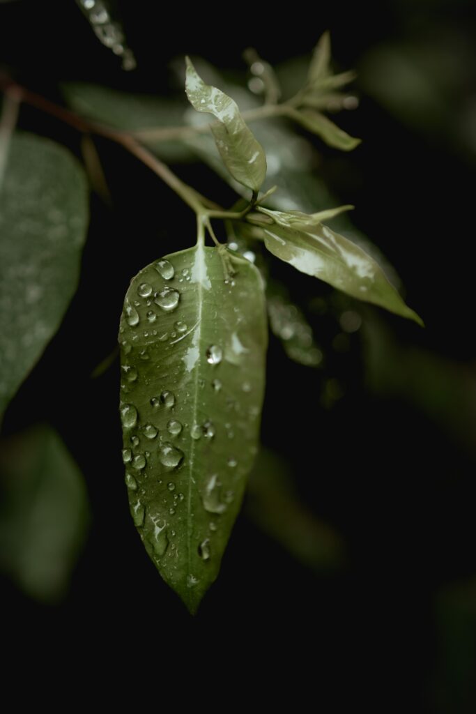 Macro close-up of green leaf with fresh raindrops showcasing natural textures and calm tones Wallpaper