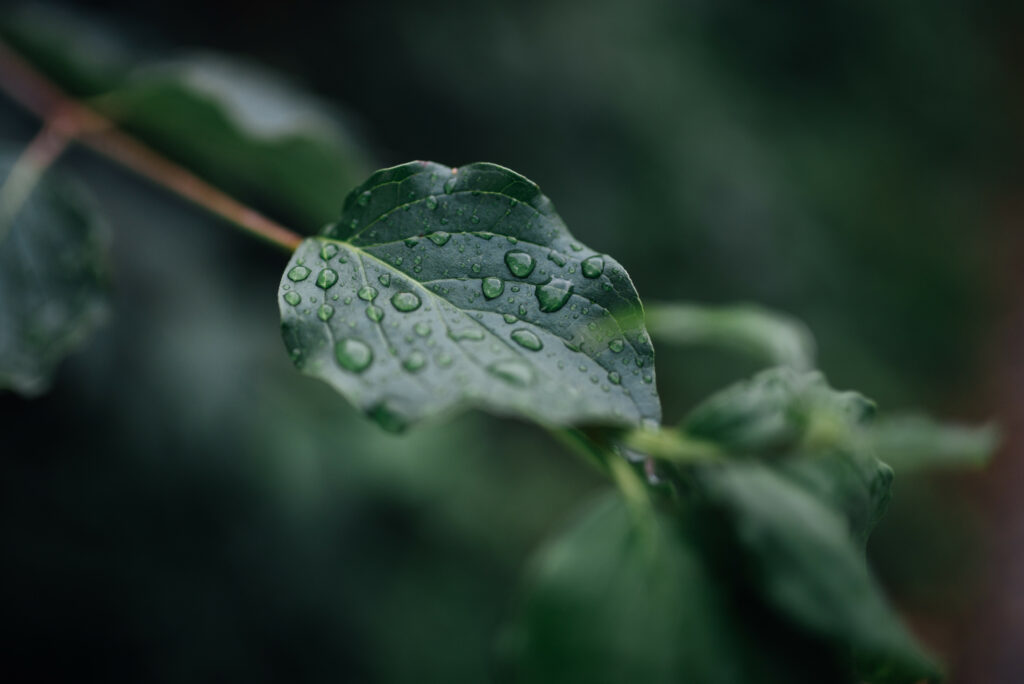 Macro Close-Up of Water-Dropped Green Leaf | Fresh Wallpaper Background