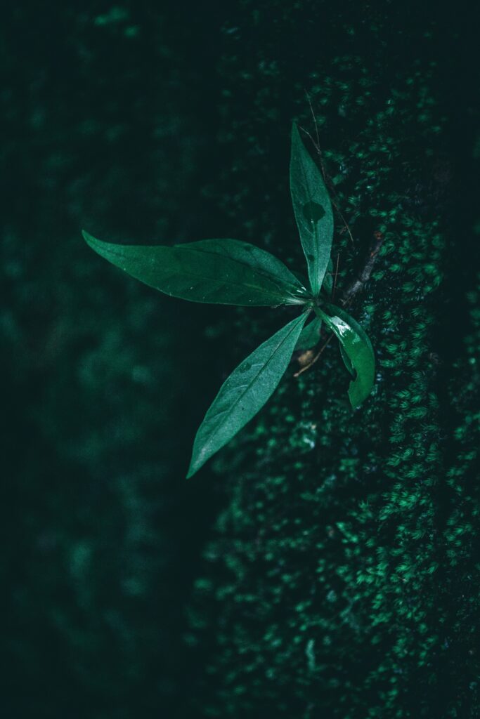 Macro Close-Up of Dewy Green Leaf on Textured Wallpaper Background