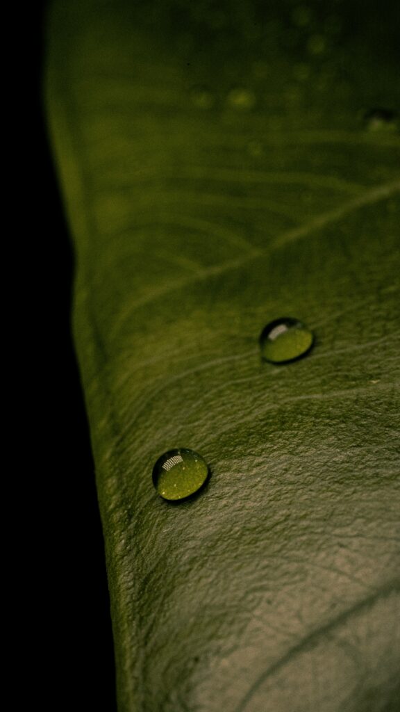 Macro Green Leaf with Water Droplets - Textured Natural Wallpaper