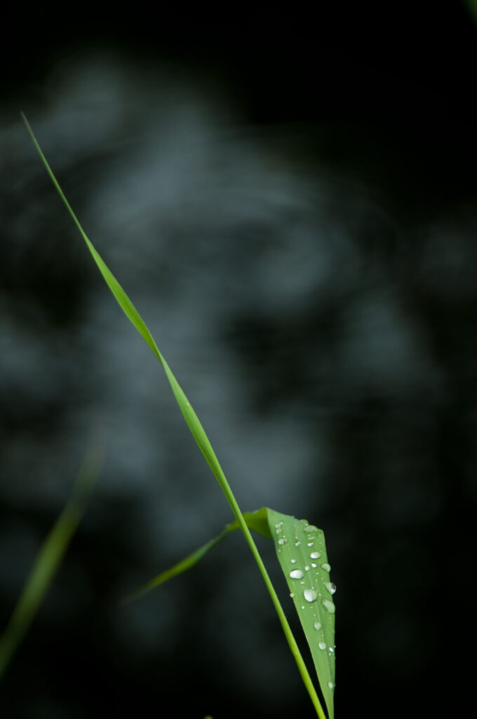 Macro Close-Up of Green Leaf with Water Droplets - Wallpaper Background