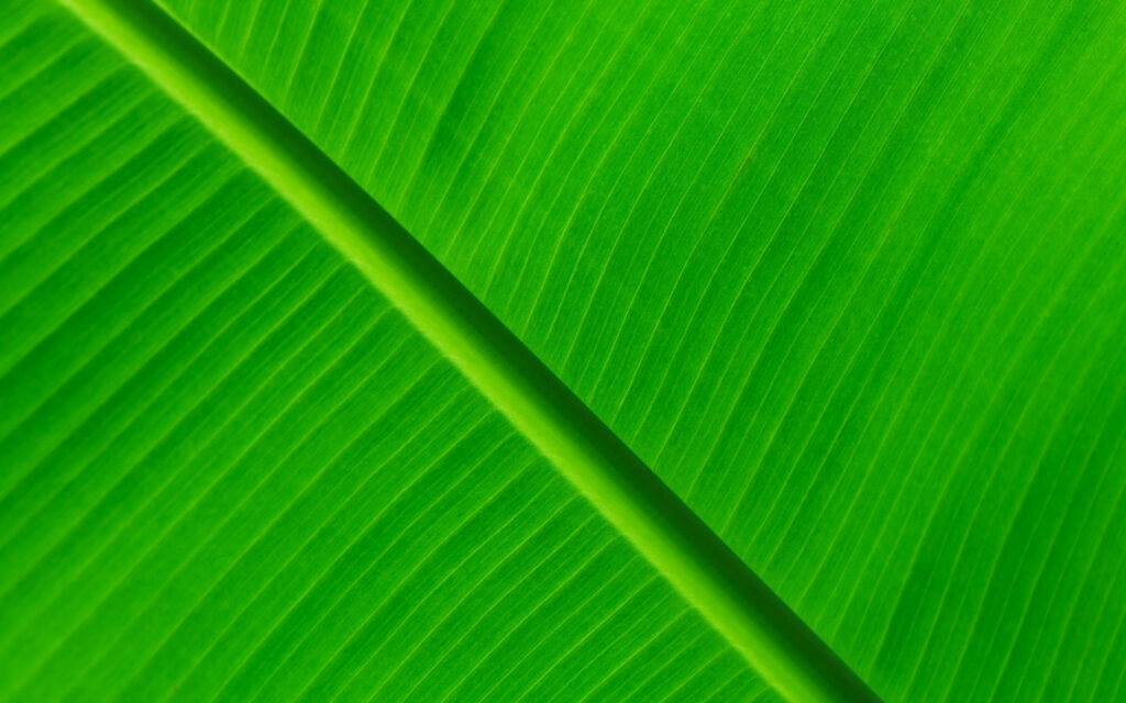 Green Leaves Macro: A Stunning Visual Delight of Intricate Textures and Patterns in 4K Wallpaper