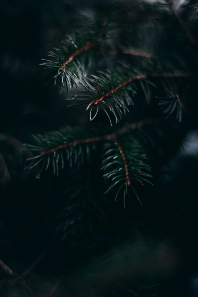 Intricate Macro Shot of Green Pine Needles - Nature Wallpaper