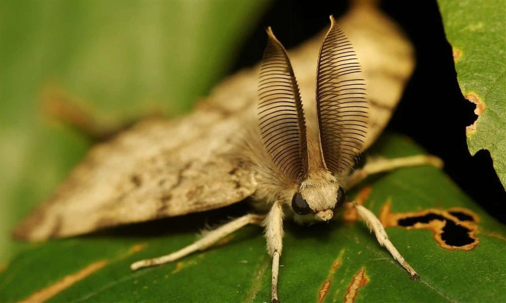 Macro close-up of male Gypsy Moth with feathery antennae on green leaf in natural light wallpaper