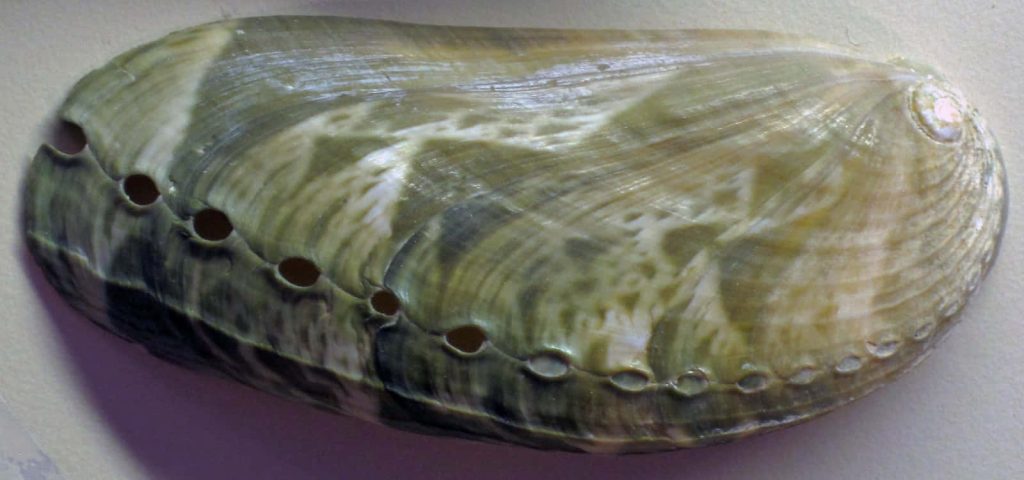 Macro view of glossy green tan Haliotis abalone shell with iridescent swirls and respiratory holes Wallpaper