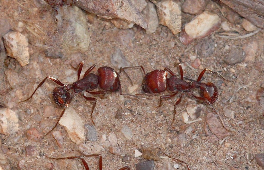 Macro photo of two reddish-brown harvester ants on sandy ground with detailed textured exoskeletons Wallpaper