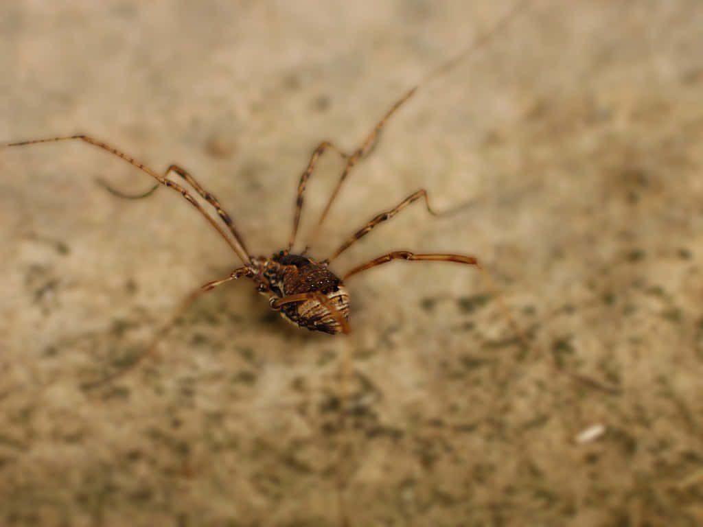 Macro close-up of a harvestman with spindly legs on textured beige ground natural light Wallpaper
