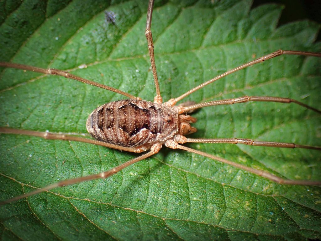Macro photo of a mottled brown harvestman on textured vibrant green leaf in nature background Wallpaper