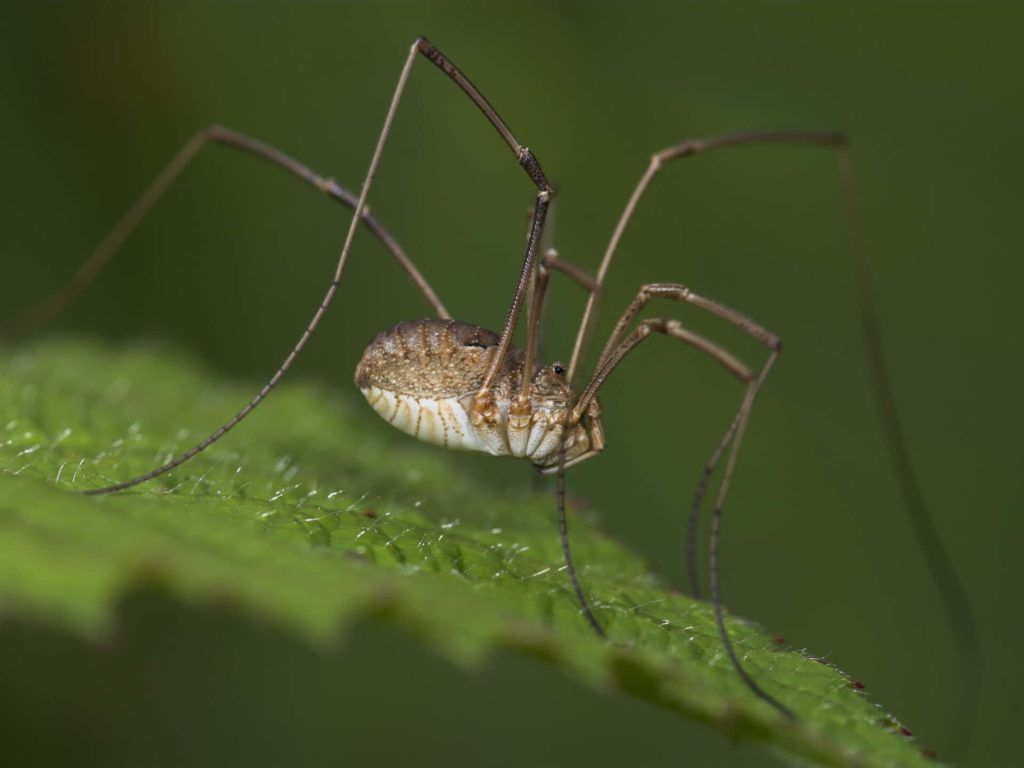 Close-up of long-legged harvestman on green leaf macro nature wallpaper background organic desktop