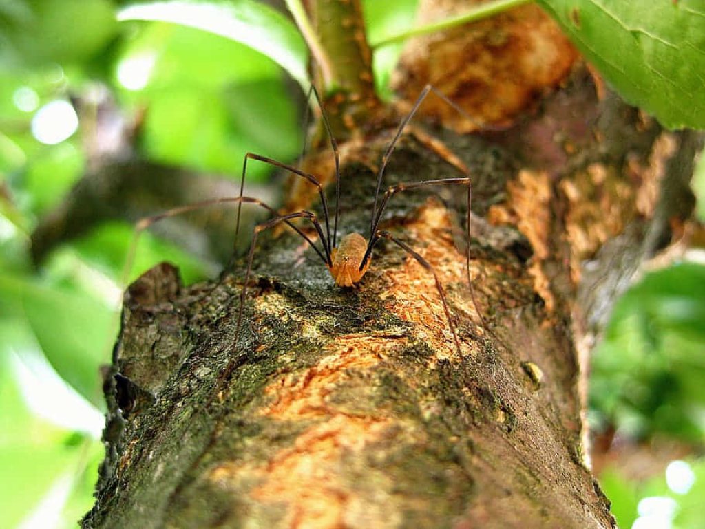 Macro photo of a harvestman on textured tree bark with vibrant green blurred background Wallpaper