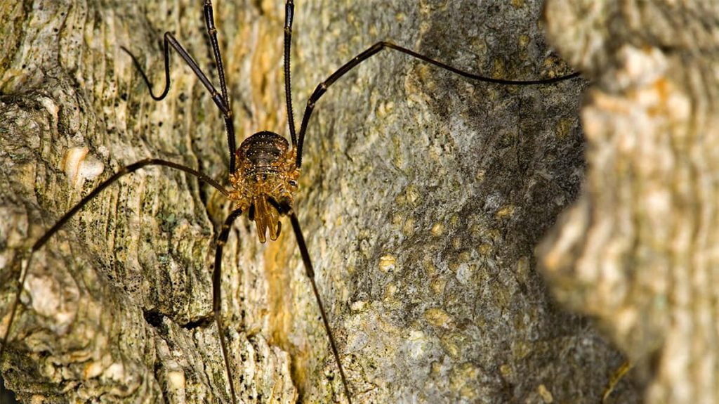 Macro photo of harvestman on textured tree bark with soft natural lighting and earthy tones Wallpaper