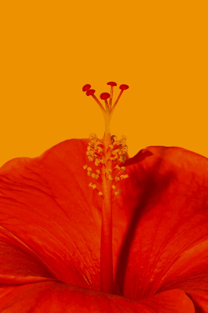 Vibrant Red Hibiscus Macro: Delicate Petals on Yellow Wallpaper