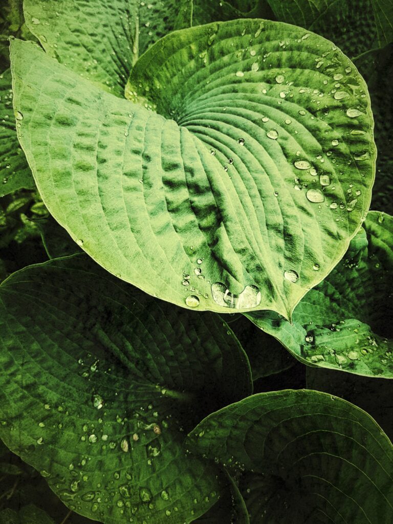 Macro Hosta Leaves with Water Droplets - Intricate Wallpaper Background