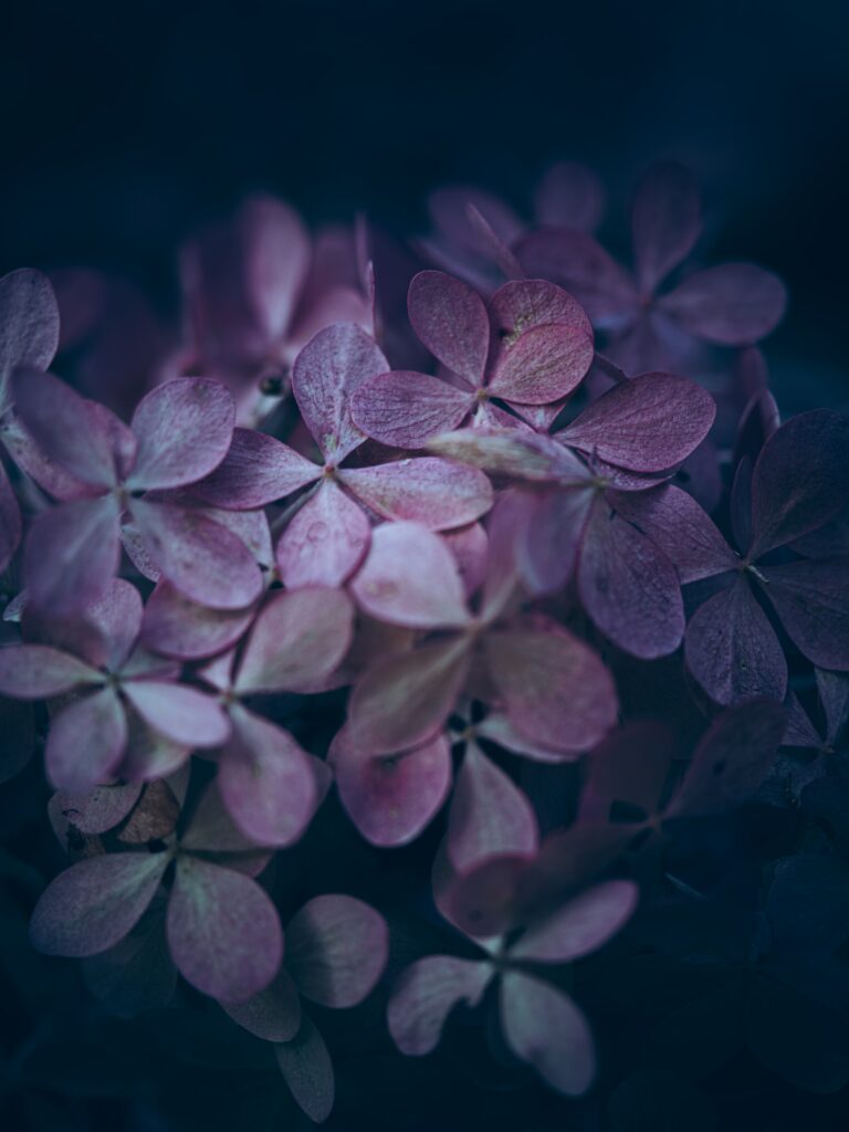 Macro Close-Up of Hydrangea Flowers: Purple Petals & Textures Wallpaper