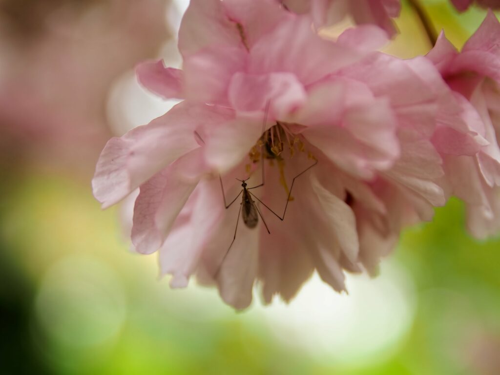 Delicate Insect on Pink Flower - Tranquil Macro Wallpaper Background