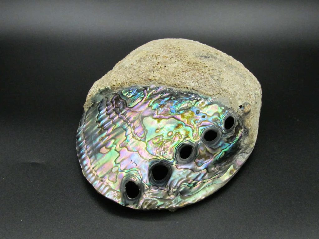 Macro photo of iridescent Haliotis abalone shell with pearlescent nacre and textured surface Wallpaper