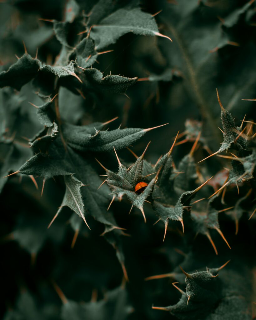 Macro Ladybug on Thorny Leaves: Detailed Insect Wallpaper Background