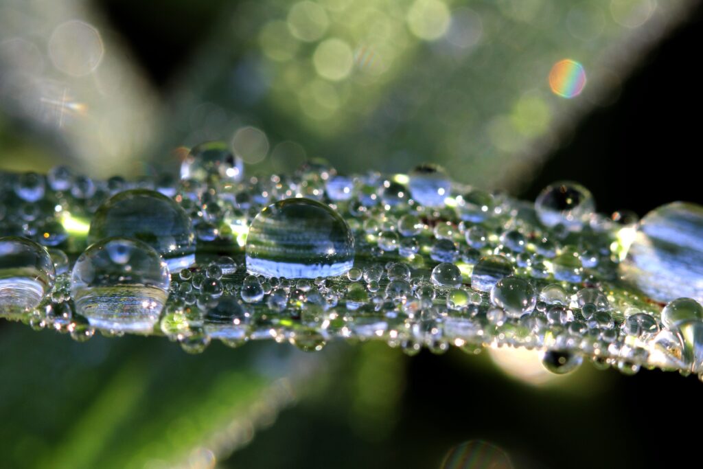 Shiny Leaf Macro with Water Droplets – Nature Wallpaper Background