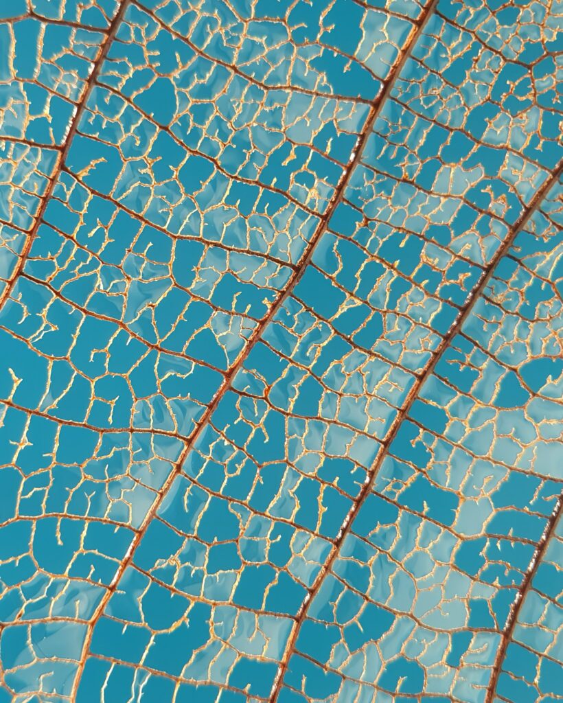 Macro Leaf Veins Wallpaper: Nature's Patterns Against Blue Sky