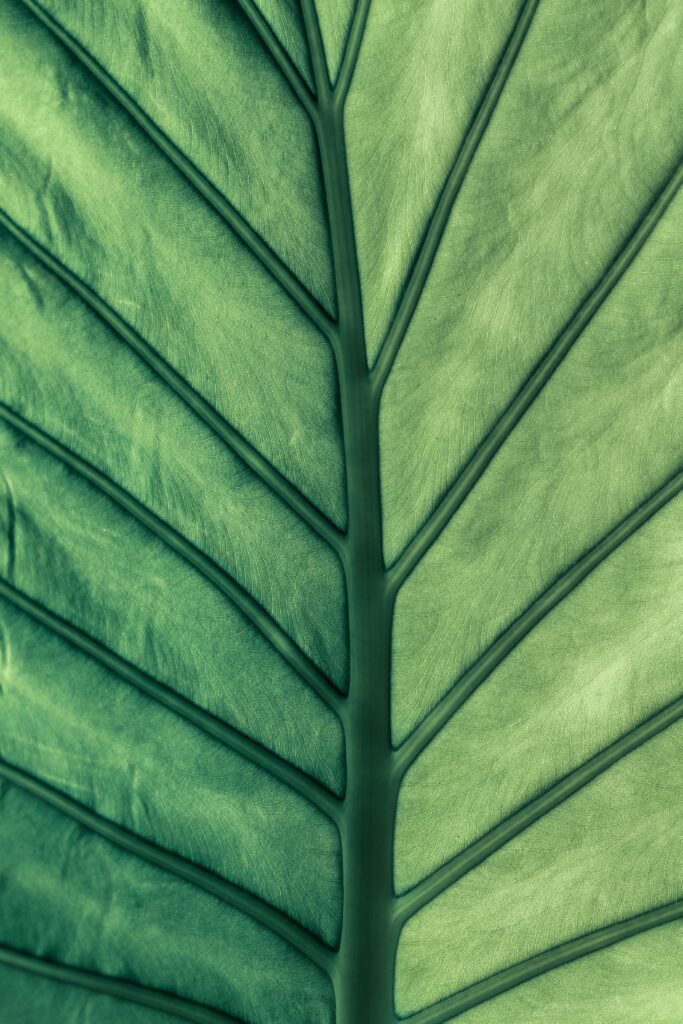 Macro Leaf Wallpaper: Green Hues & Intricate Vein Patterns