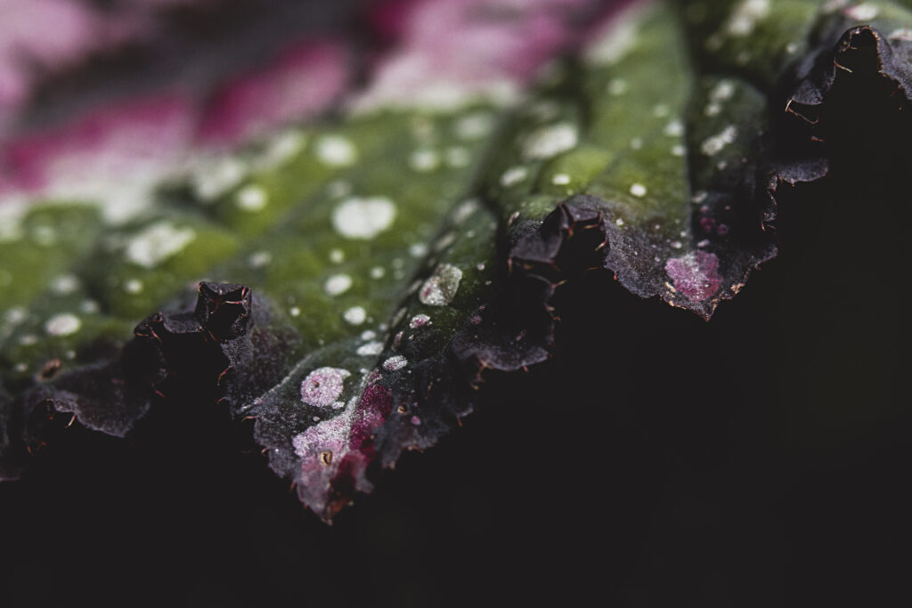 Macro Leaf Textures: Green & Purple Hues with Ruffled Edges Wallpaper