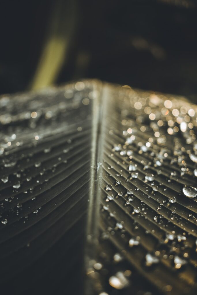 Macro Leaf with Water Droplets - Intricate Texture Wallpaper Background