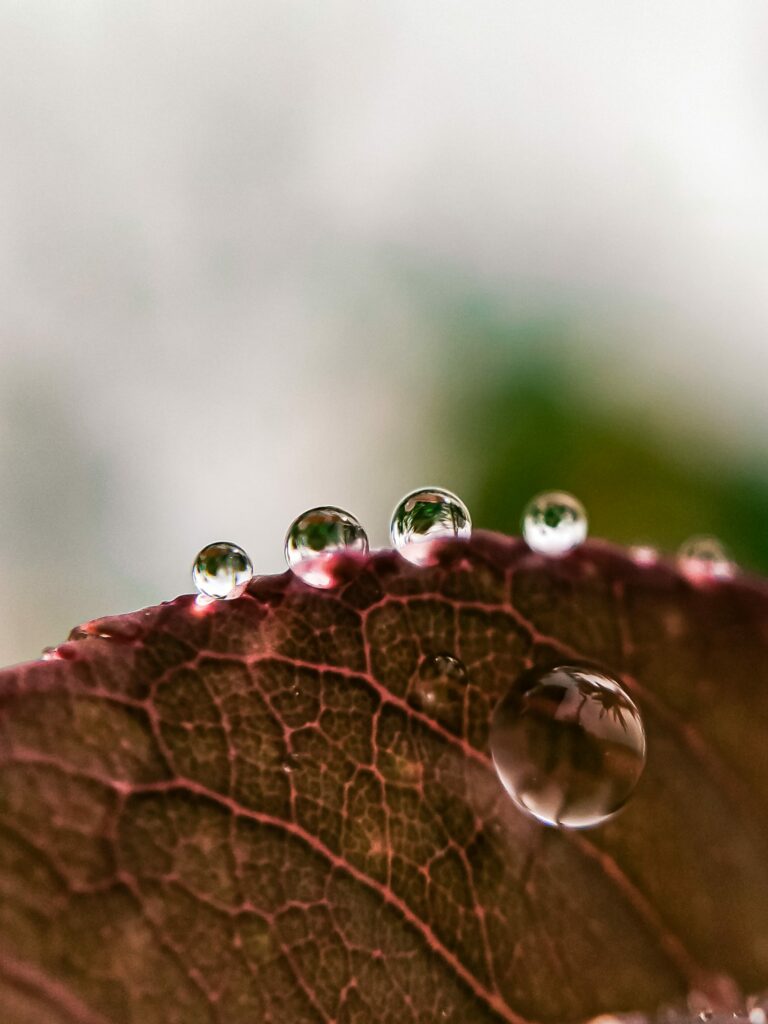 Macro Leaf Close-Up: Water Droplets & Intricate Textures Wallpaper