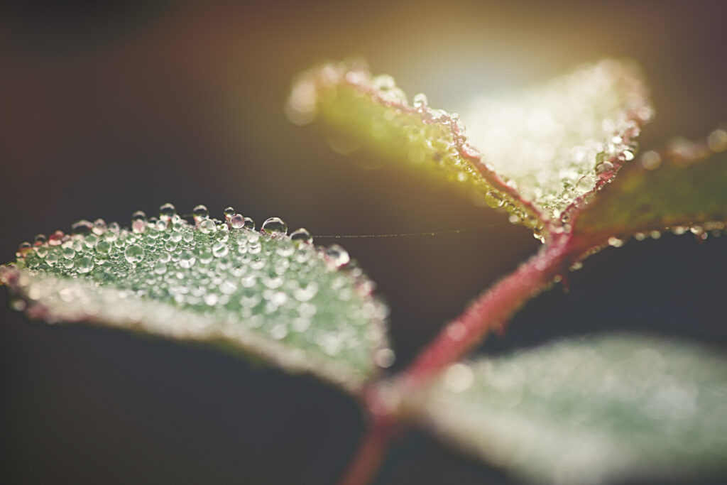 Macro Leaf Water Droplets Wallpaper: Soft Blur & Natural Light