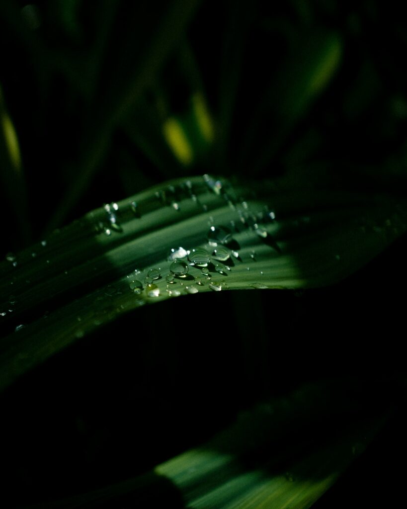 Macro Leaves with Water Droplets - Textured Wallpaper Background