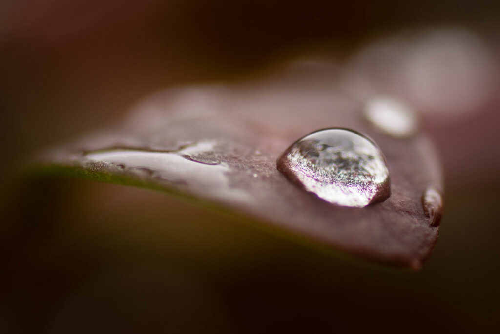 Macro Leaf with Dew Drops: Soft Natural Aesthetic Wallpaper