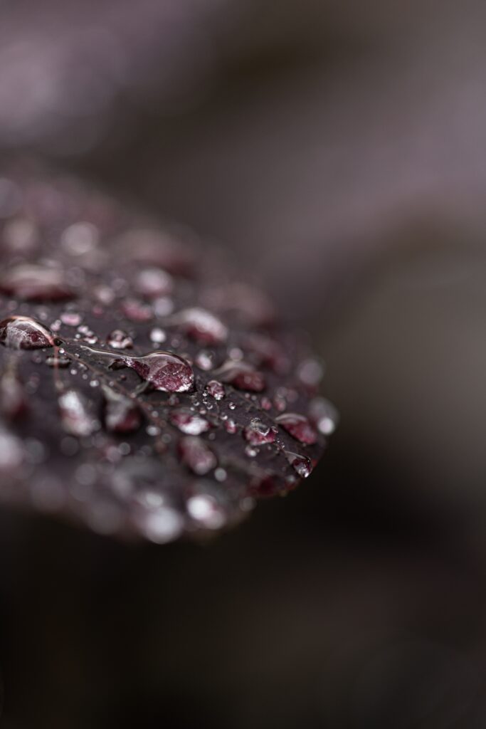 Macro Leaf with Dew Drops - Intricate Textures Wallpaper Background
