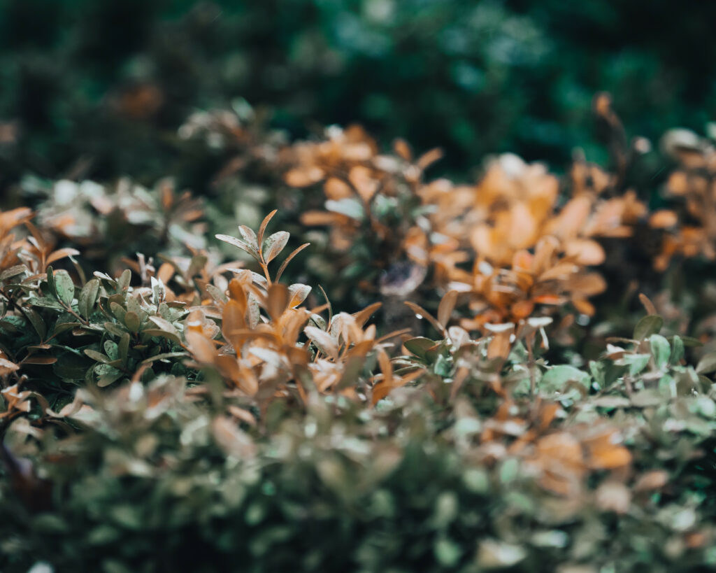 Refreshing Macro Wallpaper: Leaves with Water Droplets for Nature Vibes