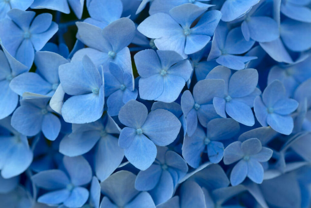 Vibrant and Detailed: Exquisite Close-up of Hydrangeas in HD Blue Color Backdrop Wallpaper