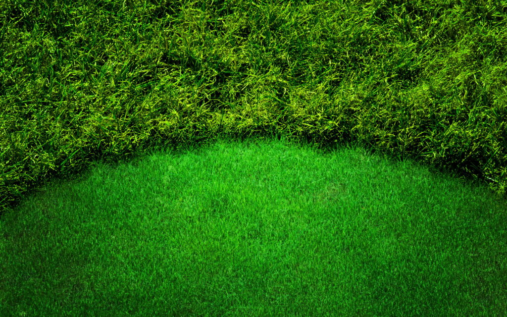 QHD wallpaper of vibrant green grass with manicured lawn and wild grass arch nature background