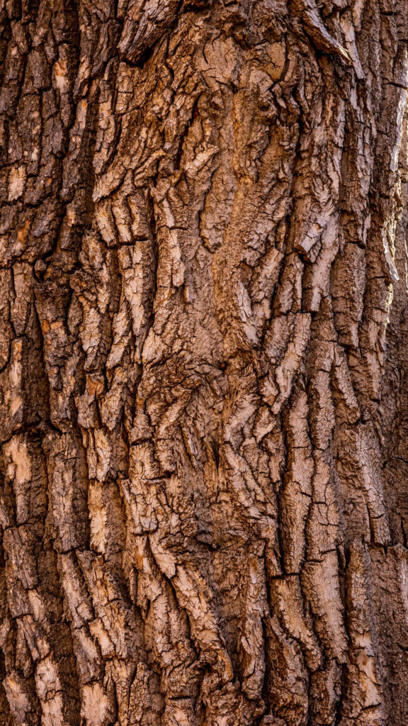 Breathtaking Macro Snapshot: Majestic Oak Tree Bark Immortalized as Striking Brown iPhone Wallpaper