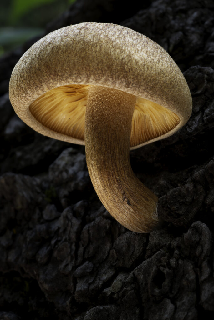 Intricate Mushroom Macro Wallpaper on Dark Textured Bark Background
