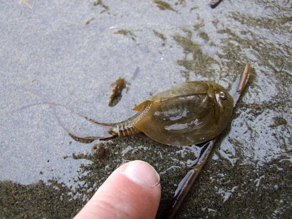 Macro photo of living Triops tadpole shrimp on wet sand next to human finger for scale Wallpaper