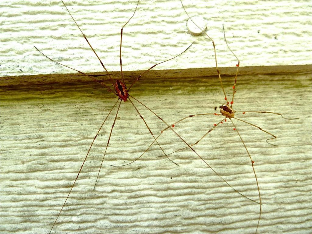 Macro photo of two Harvestmen on light wood siding with red parasitic mites on one insect Wallpaper