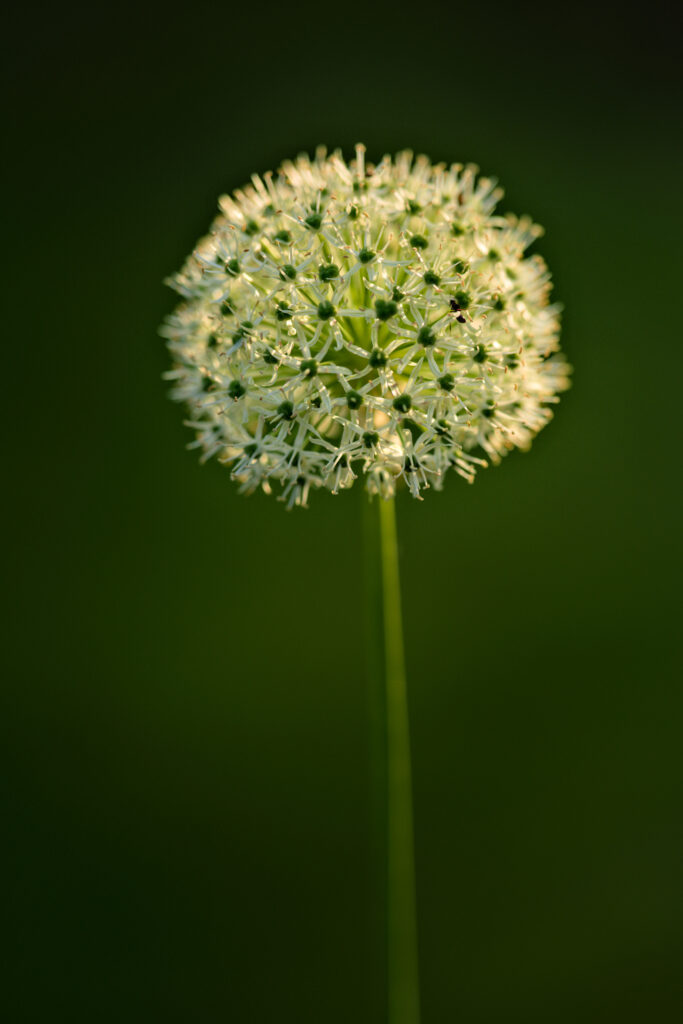 Macro Onion Flower Wallpaper: Intricate White Blooms on Green Background