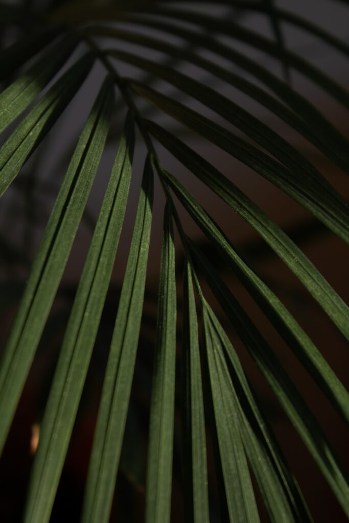 Macro Palm Leaf Close-Up: Intricate Green Texture Wallpaper Background