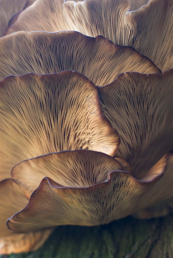 Macro photo of brown oyster mushrooms highlighting detailed gill patterns in soft light Wallpaper