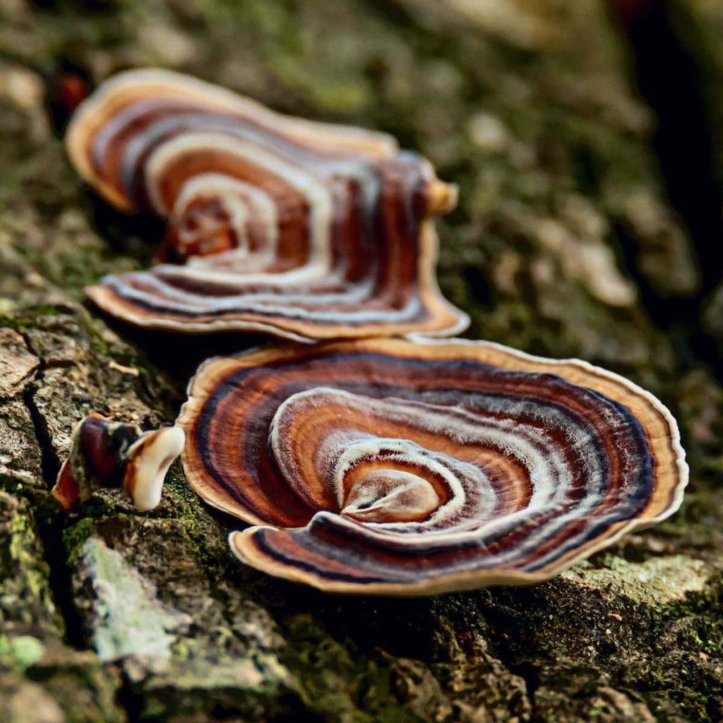 Macro photo of vibrant Turkey Tail fungi with concentric rings on rugged tree bark background Wallpaper