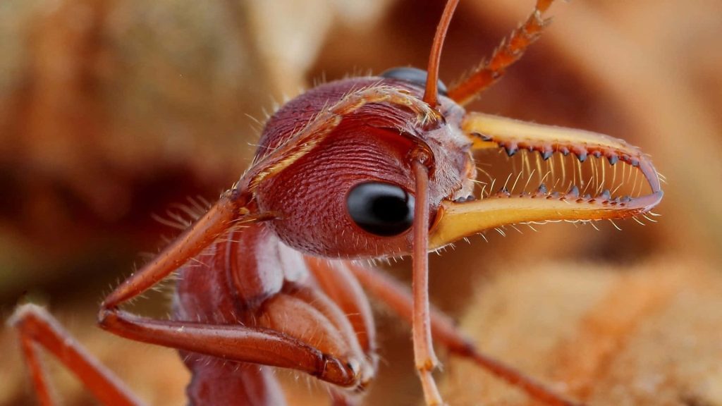 Macro photo of Bull Ant showing sharp mandibles large compound eye and reddish-brown exoskeleton Wallpaper