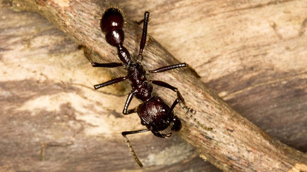 Glossy dark ant crawling on rustic wood twig macro nature wallpaper high detail exoskeleton