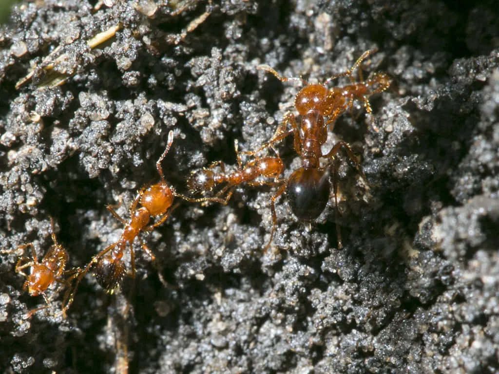 Macro photo of red fire ants on textured dark soil with sharp natural lighting background wallpaper