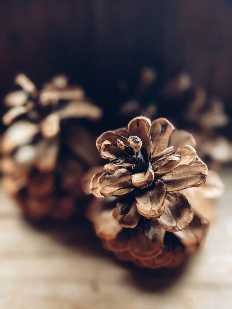 Close-Up Macro of Dry Pine Cone Texture - Blurred Wallpaper Background