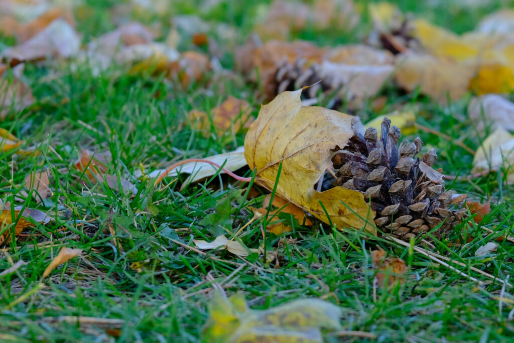 Autumn Pine Cone Macro: Nature's Beauty on Grass & Leaves Wallpaper
